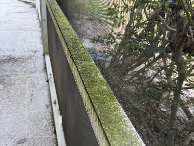 Aluminum frame for a pool cage in Southwest Florida, covered in green algae.